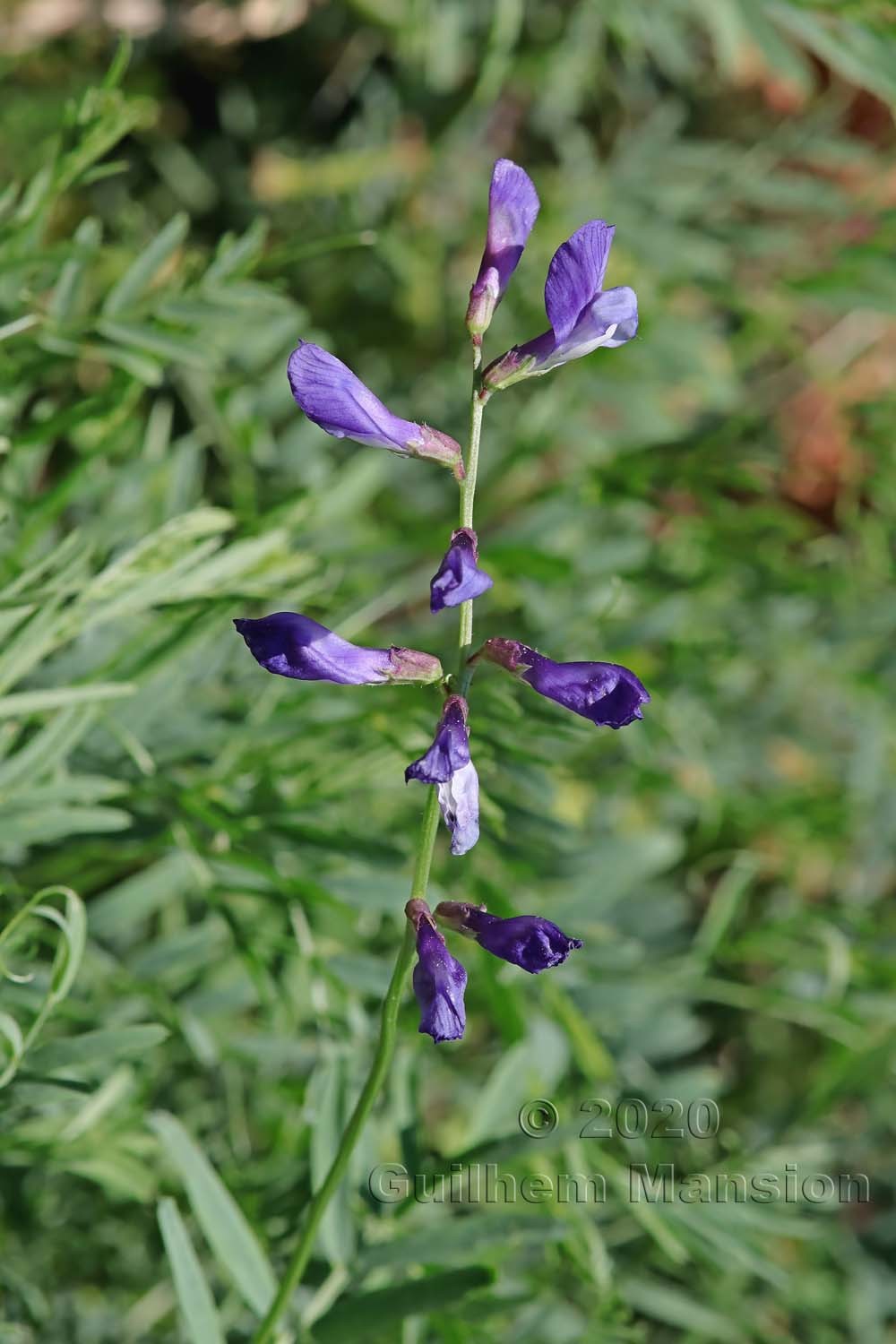 Vicia onobrychioides