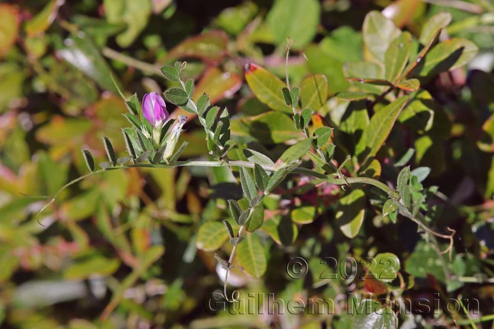 Vicia sativa