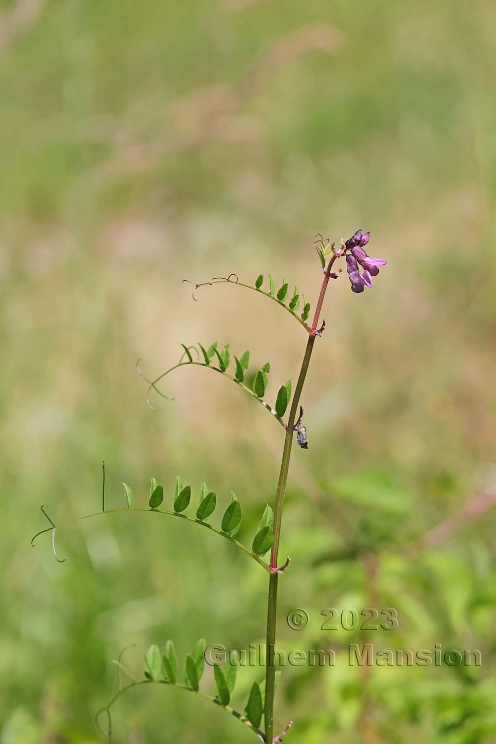 Vicia sepium