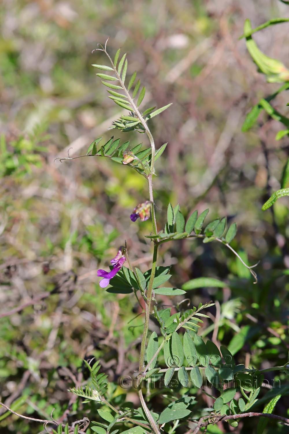 Vicia villosa