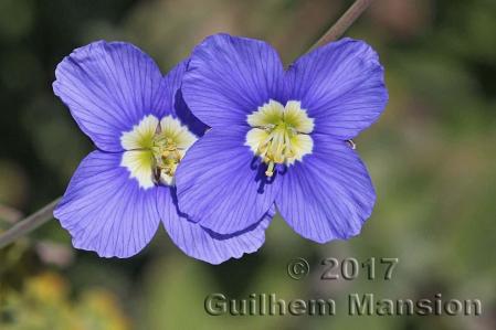 Heliophila coronopifolia 09