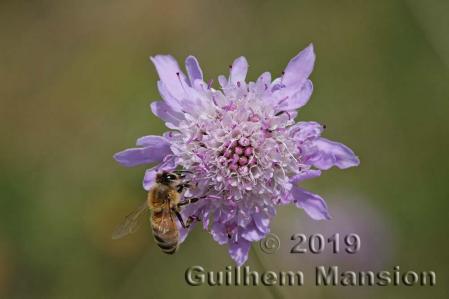 Scabiosa atropurpurea 20190520 03