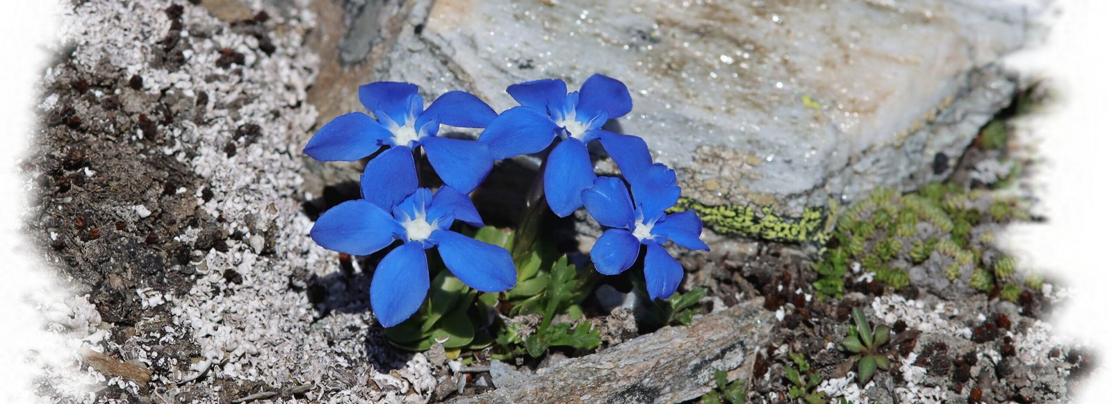 Gentiana schleicheri vers Zermatt (Suisse, Valais)