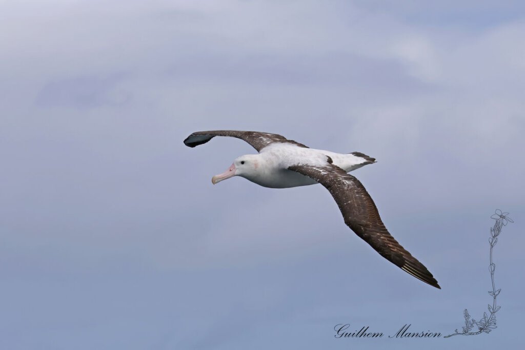 Diomedea exulans - Albatros hurleur [Diomedeidae]