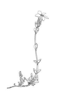 Gentiana bavarica