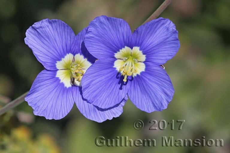 Heliophila coronopifolia vers Postberg (Afrique du Sud)