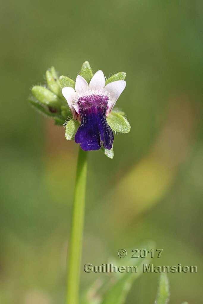Nemesia barbata vers Postberg (Afrique du Sud)