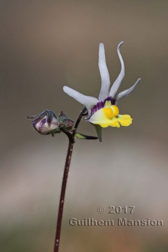 Nemesia cheiranthus vers Vanrhynsdorp (Oorlogskloof, Afrique du Sud)
