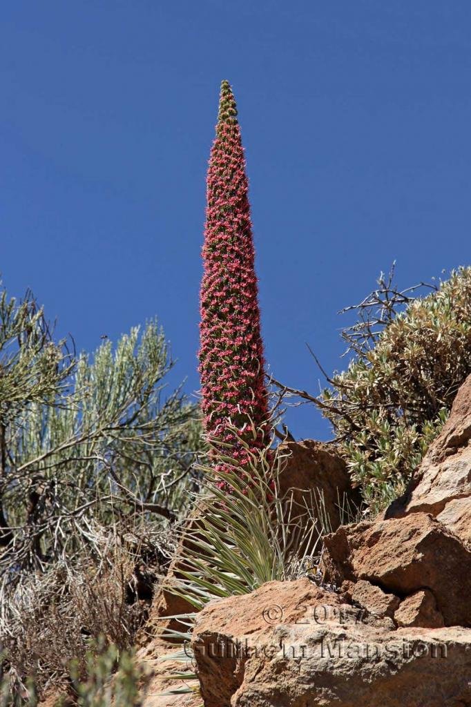 xxxx sur le massif du Teide (Espagne, Tenerife)