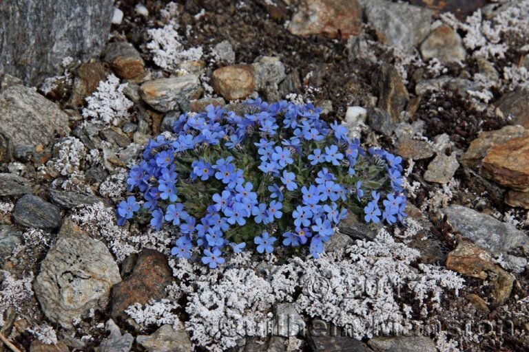 Eritrichium nanum vers Saas-Fee (Suisse, Valais)