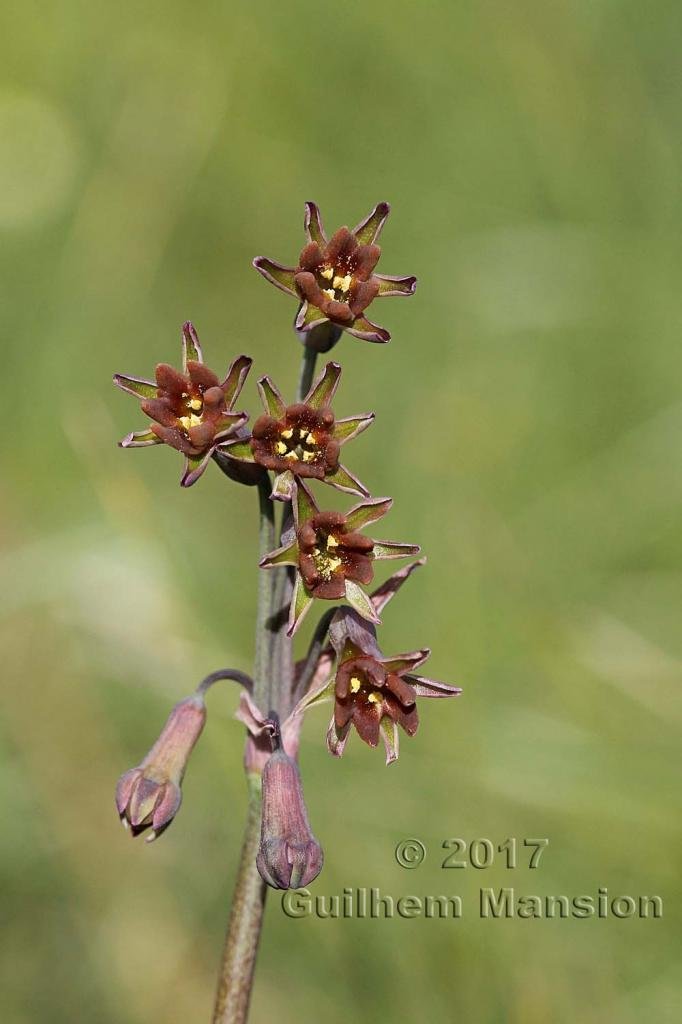 Tulbaghia capensis vers Darling (Afrique du Sud)