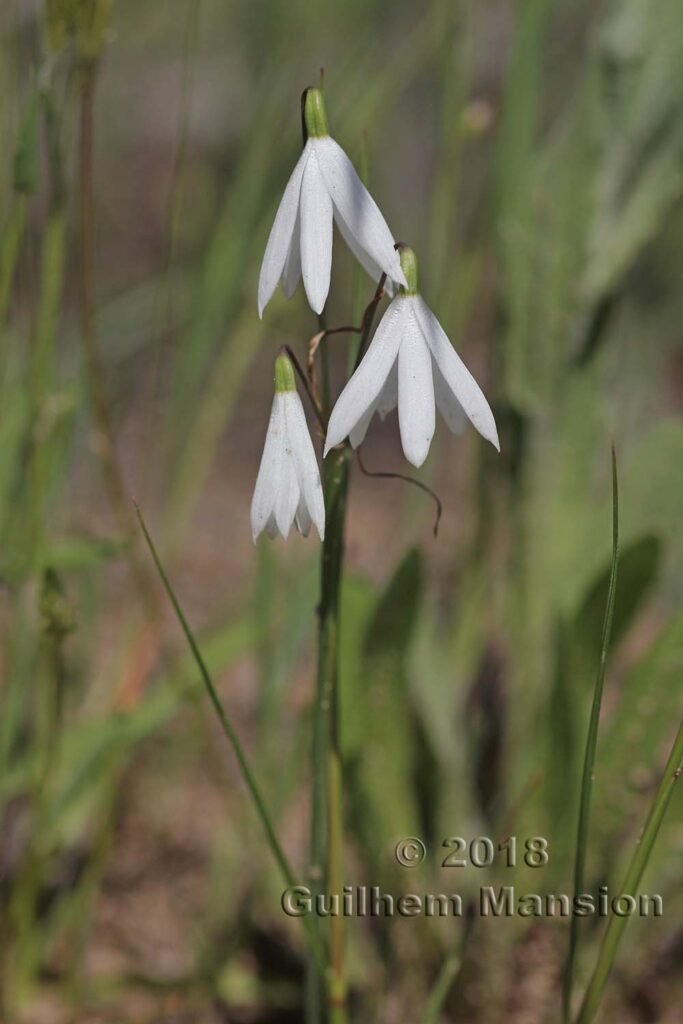 Acis trichophylla dans la région de Coto Donana (Espagne, Andalousie)
