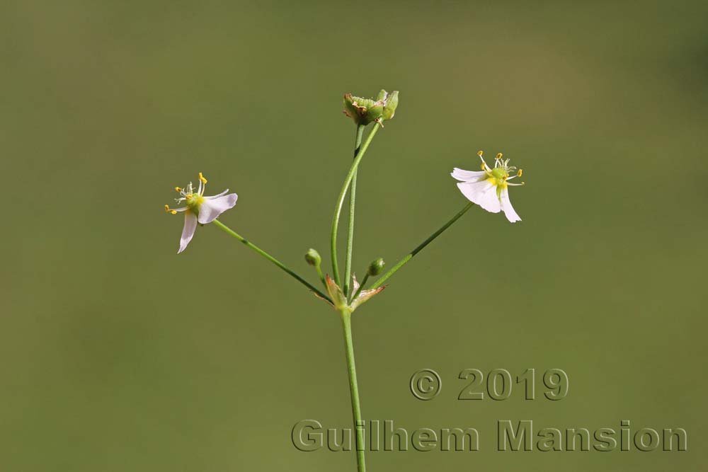 Alisma plantago-aquaticae en Suisse