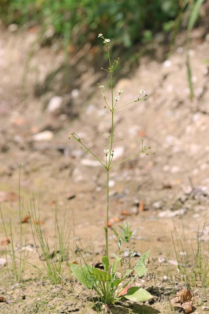Alisma plantago-aquatica vers Aarburg (Suisse, Argovie)