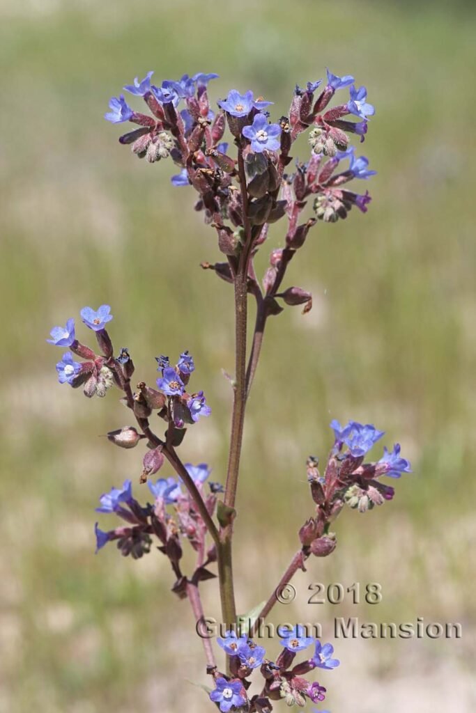 Anchusa calcarea dans la région de Coto Donana (Espagne, Andalousie)