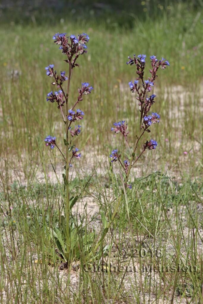 Anchusa calcarea dans la région de Coto Donana (Espagne, Andalousie)