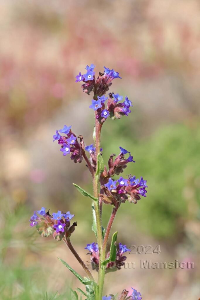 Anchusa calcarea vers Sagres (Portugal, Vila do Bispo)
