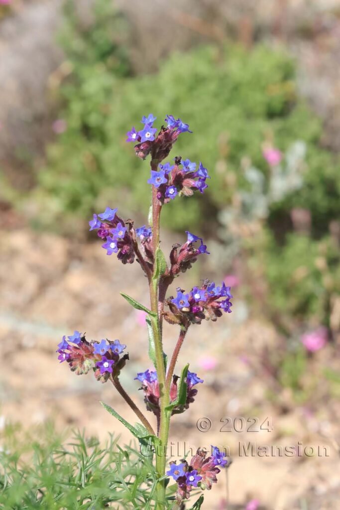 Anchusa calcarea vers Sagres (Portugal, Vila do Bispo)
