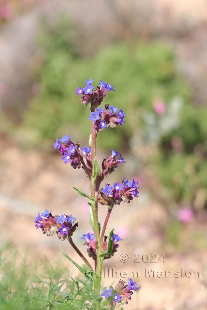 Anchusa calcarea vers Sagres (Portugal, Vila do Bispo)