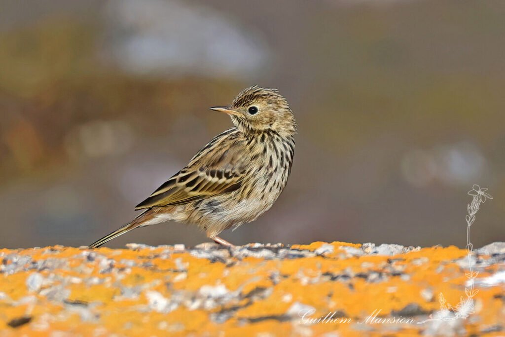 Anthus pratensis - Pipit farlouse