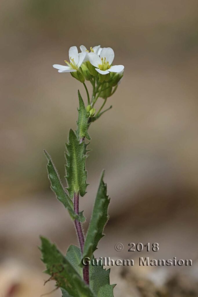 Arabis alpina sur les Laegern (Suisse, Zurich)
