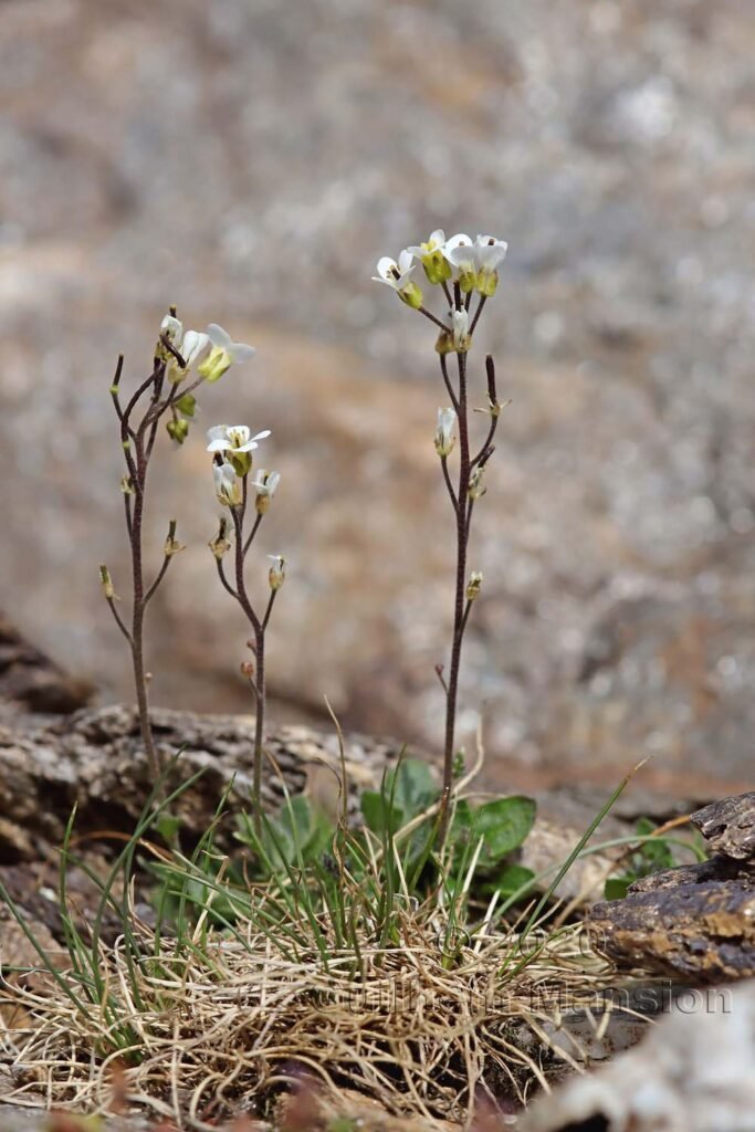 Arabis alpina vers Zermatt (Suisse, Valais)
