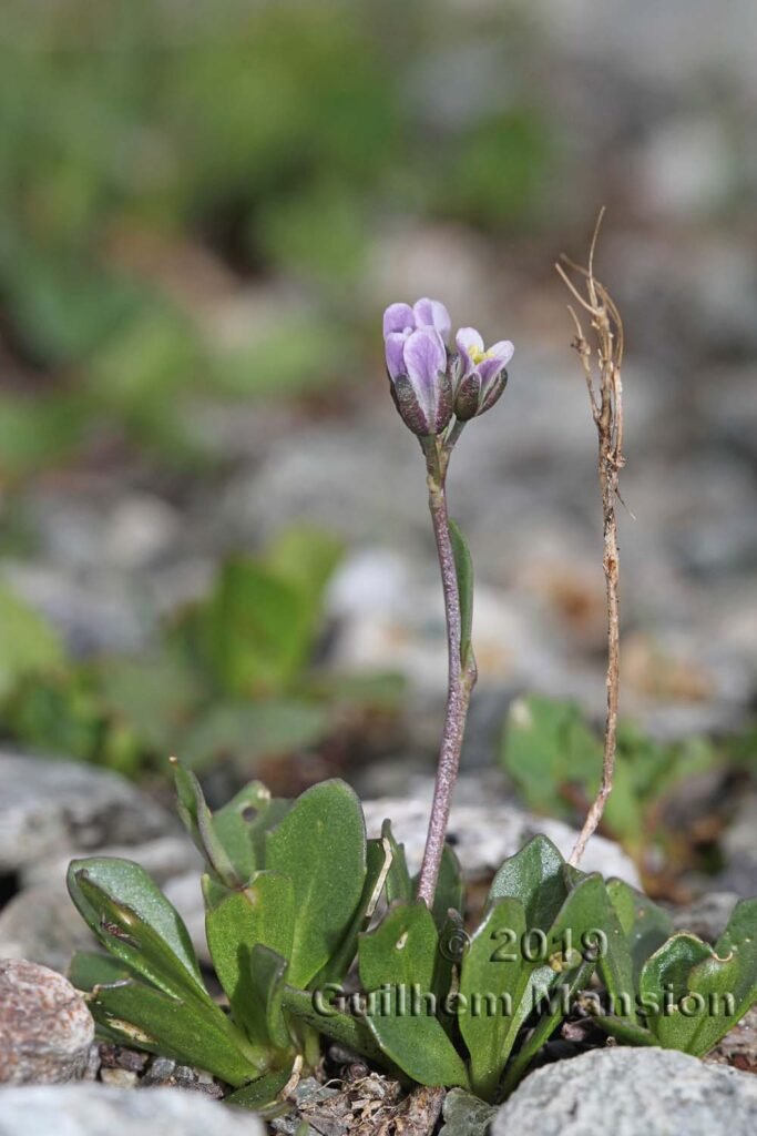Arabis caerulea vers Pralognan (France, Savoie)