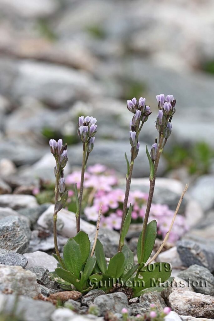 Arabis caerulea vers Pralognan (France, Savoie)
