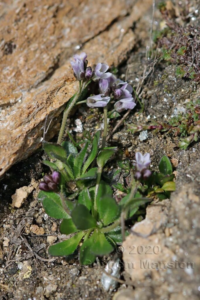 Arabis caerulea vers Zermatt (Suisse, Valais)