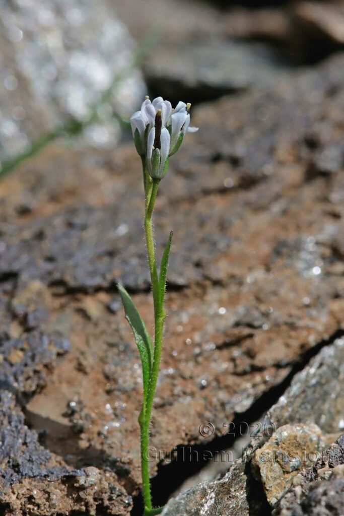 Arabis caerulea vers Zermatt (Suisse, Valais)