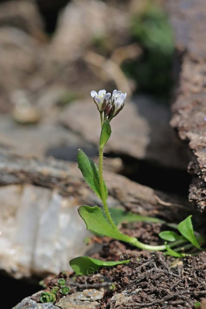 Arabis caerulea vers Zermatt (Suisse, Valais)