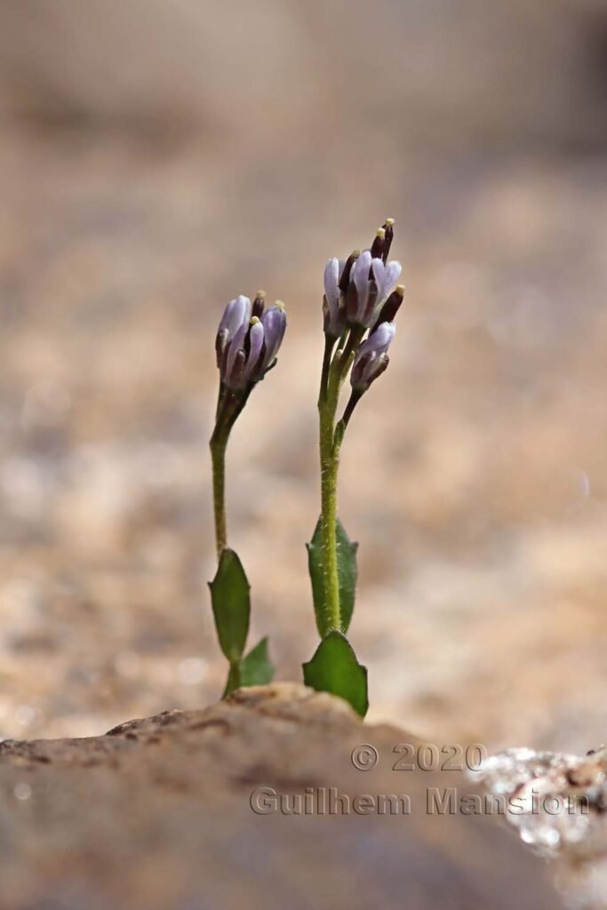 Arabis caerulea vers Zermatt (Suisse, Valais)
