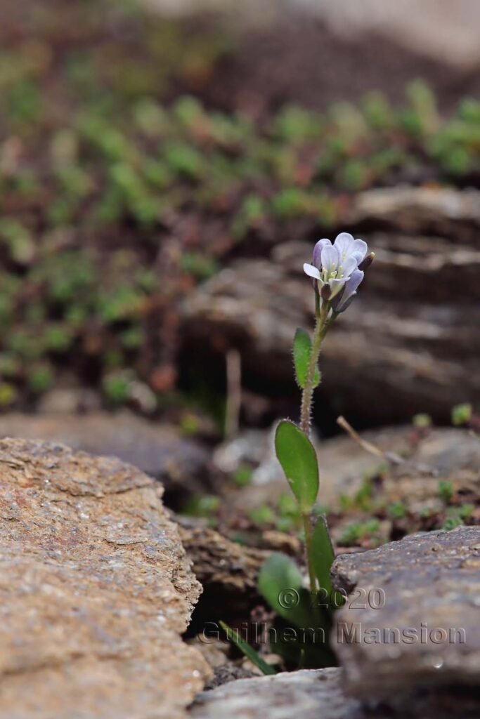 Arabis caerulea vers Zermatt (Suisse, Valais)