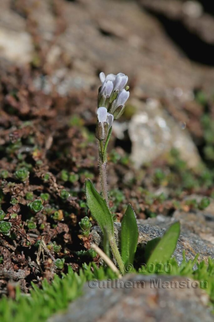 Arabis caerulea vers Zermatt (Suisse, Valais)