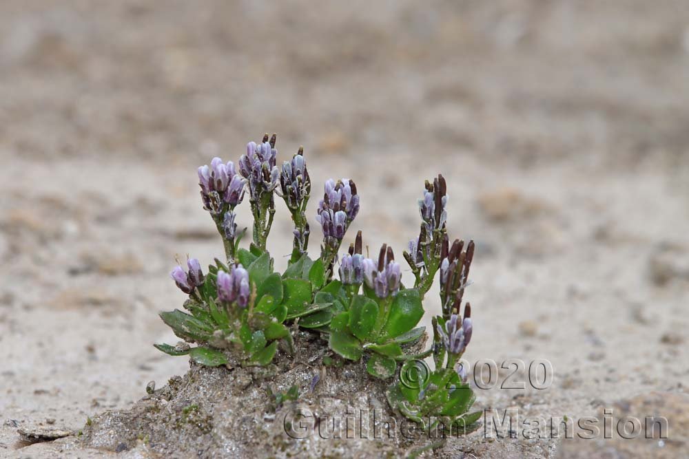 Arabis caerulea vers Zermatt (Suisse, Valais)