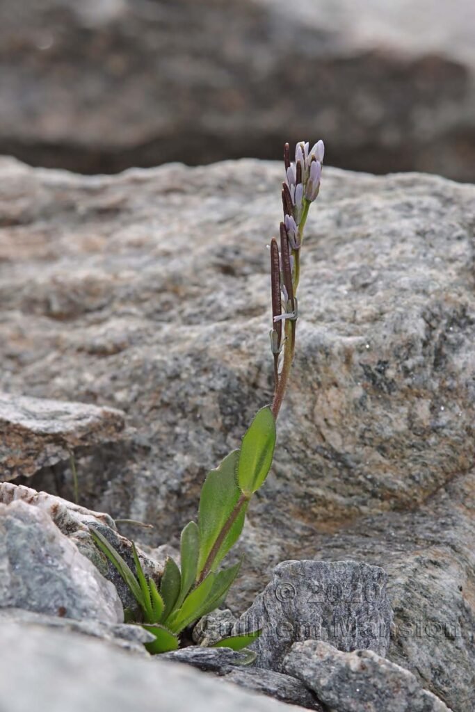 Arabis caerulea au-dessus de Verbier (Suisse, Valais)