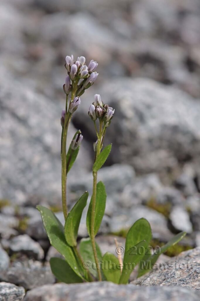 Arabis caerulea au-dessus de Verbier (Suisse, Valais)