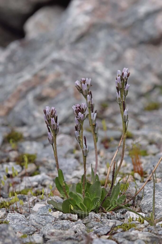 Arabis caerulea au-dessus de Verbier (Suisse, Valais)