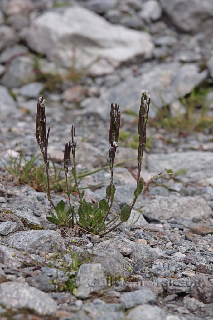 Arabis caerulea au-dessus de Verbier (Suisse, Valais)