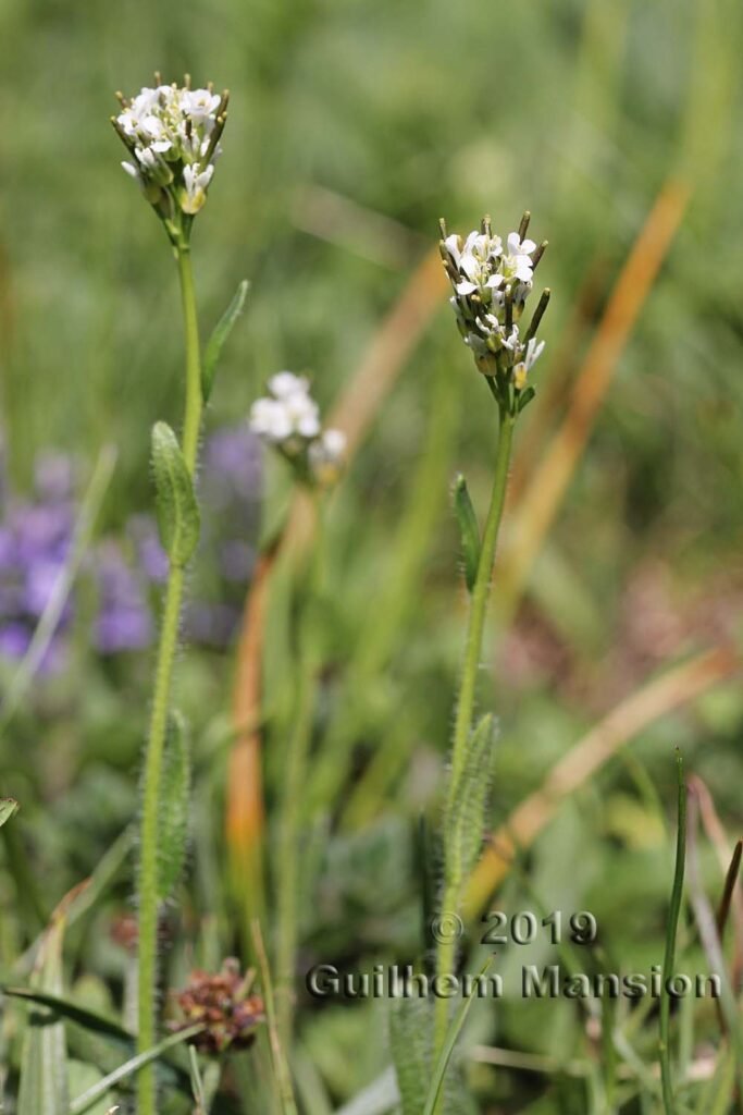 Arabis ciliata vers Kandersteg (Suisse, Berne)