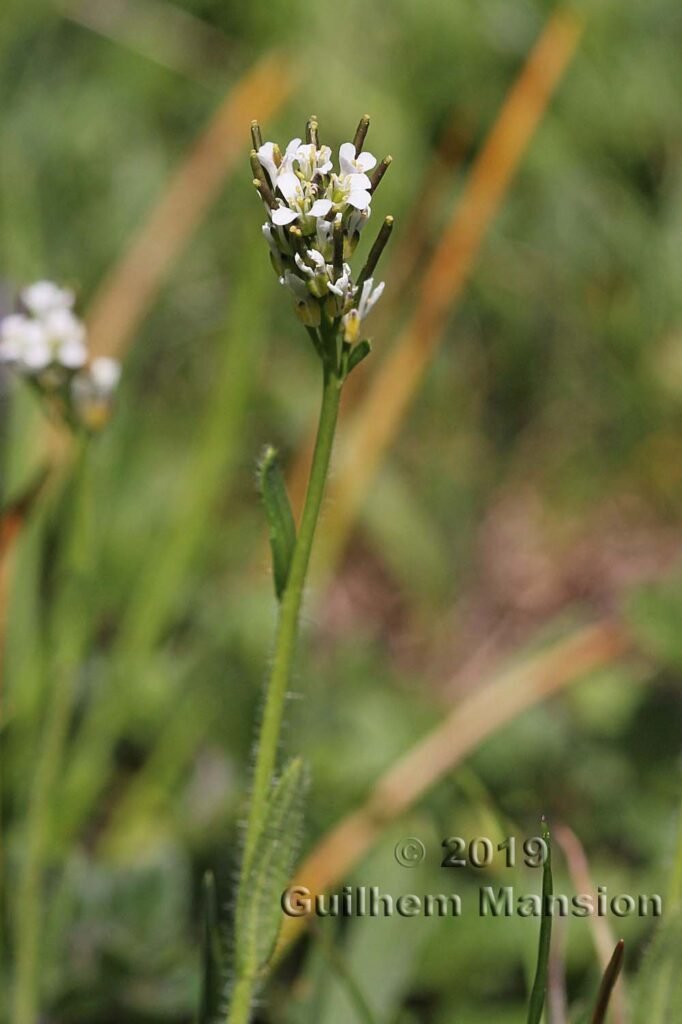Arabis ciliata vers Kandersteg (Suisse, Berne)