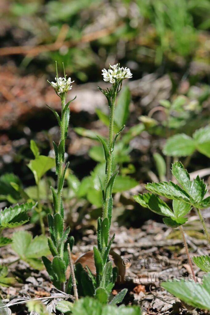 Arabis ciliata vers Kandersteg (Suisse, Berne)