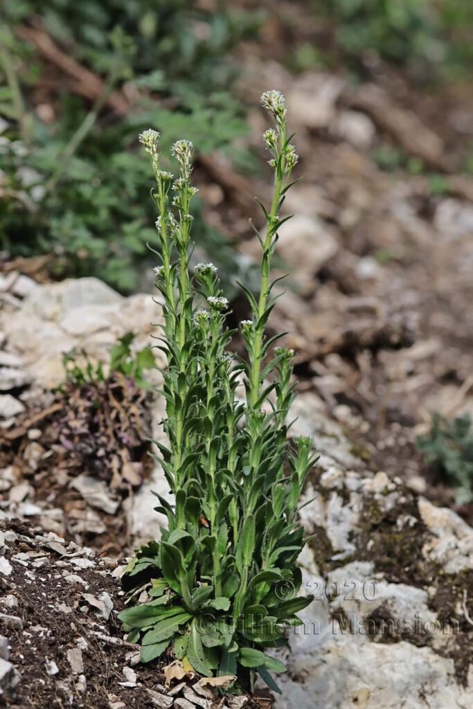 Arabis hirsuta sur les Laegern (Suisse, Zurich)