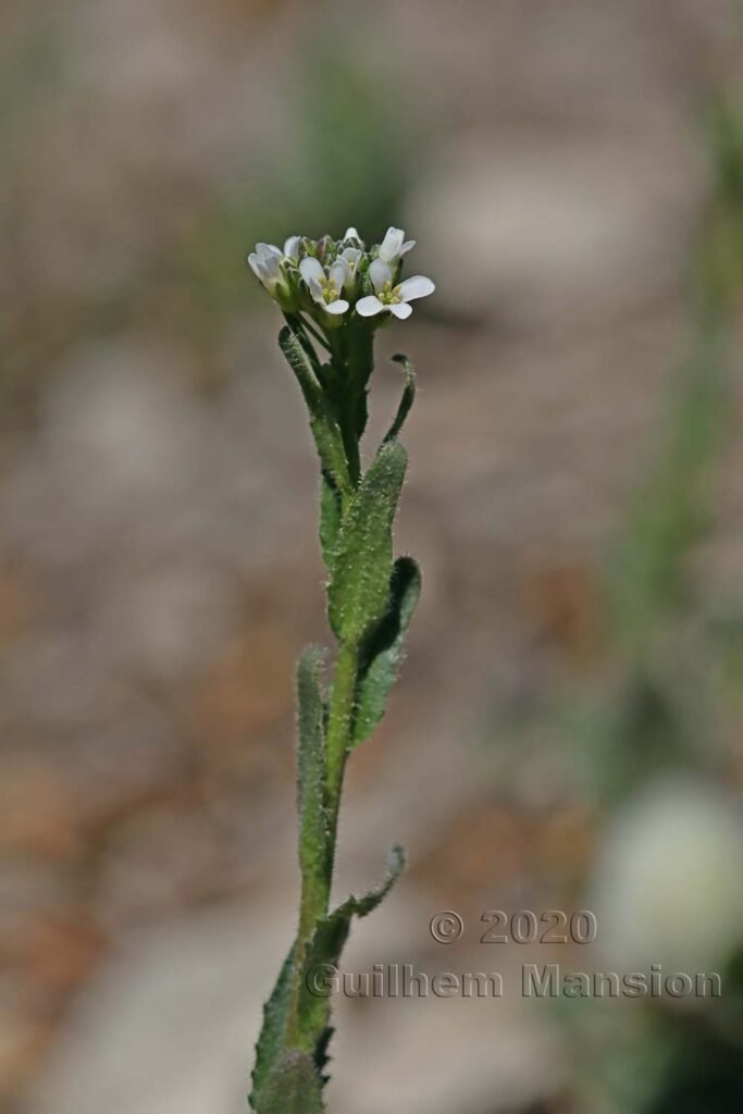 Arabis hirsuta sur les Laegern (Suisse, Zurich)