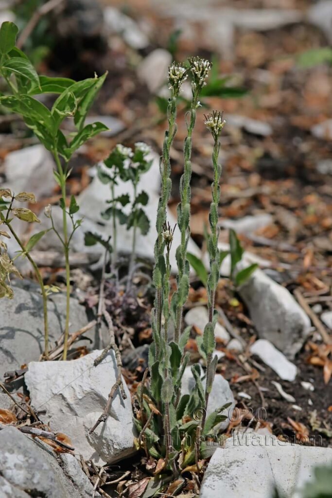Arabis hirsuta sur les Laegern (Suisse, Zurich)