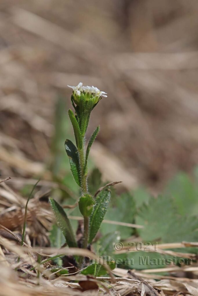 Arabis hirsuta sur la Rampe sud, entre Brigue et Viège (Suisse, Valais)
