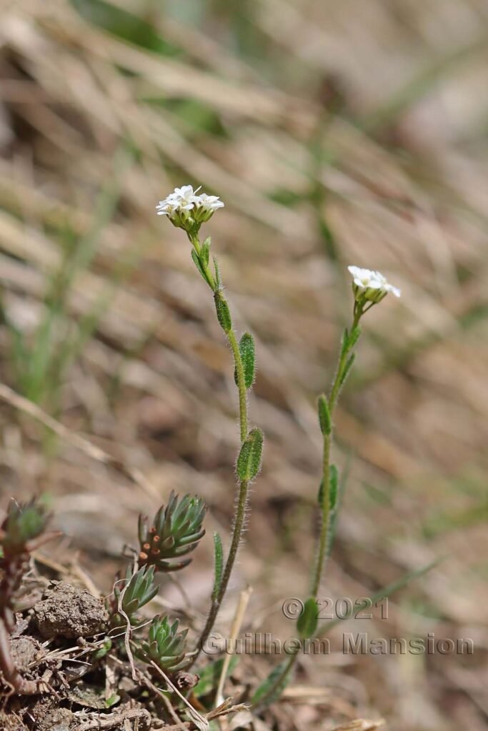 Arabis hirsuta sur la Rampe sud, entre Brigue et Viège (Suisse, Valais)