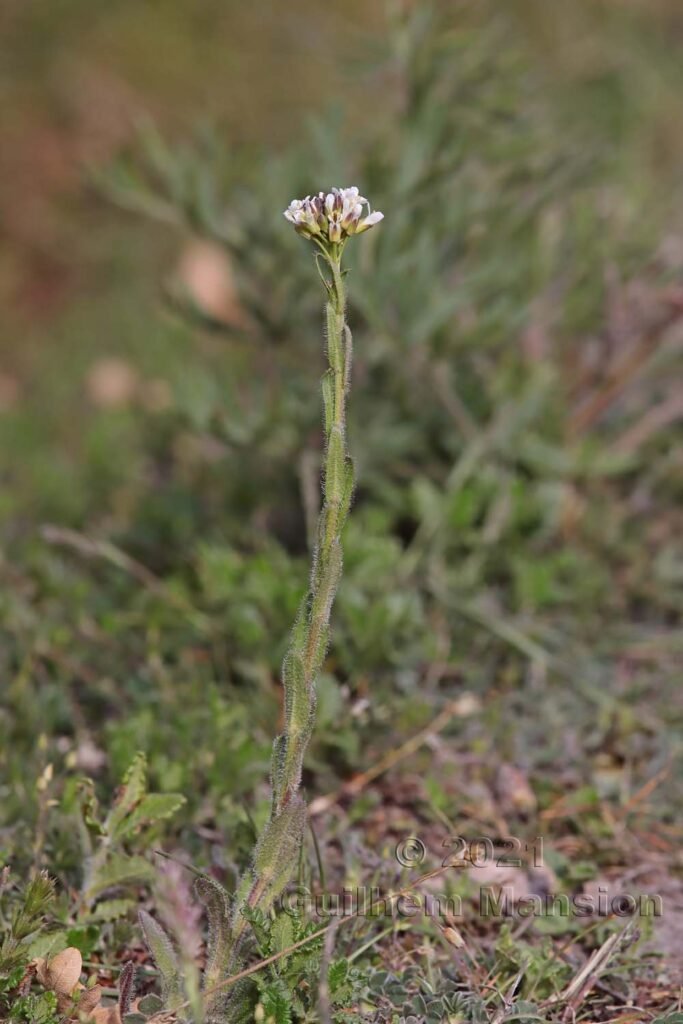 Arabis hirsuta vers Sion (Suisse, Valais)
