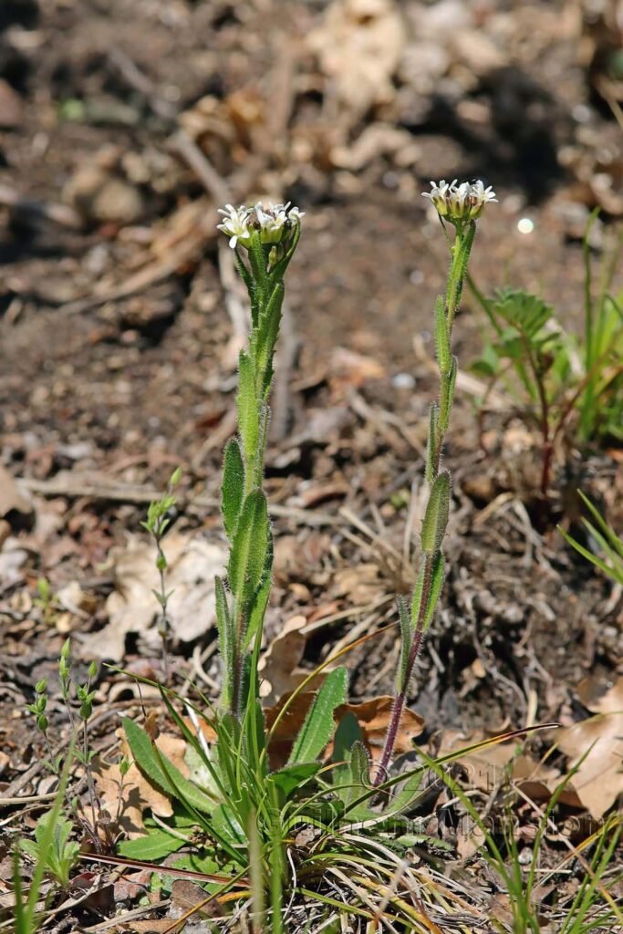 Arabis hirsuta aux Follatères (Suisse, Valais)