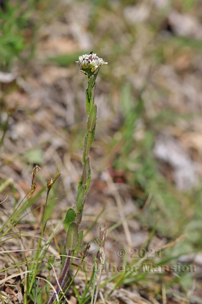 Arabis hirsuta aux Follatères (Suisse, Valais)